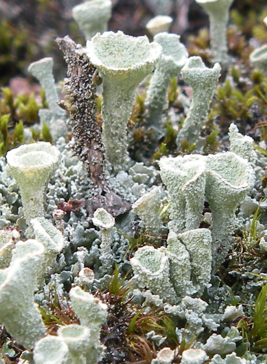 Tutte Cladonia pyxidata?